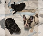 Small #2 French Bulldog