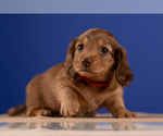 Small Photo #36 Dachshund Puppy For Sale in CROWLEY, TX, USA