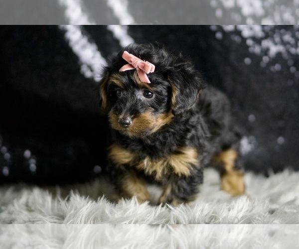 Medium Photo #6 YorkiePoo Puppy For Sale in WARSAW, IN, USA