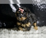 Small #5 YorkiePoo