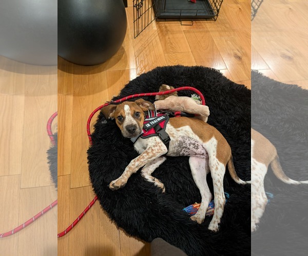 Medium Photo #4 Mutt Puppy For Sale in Woodbury, NY, USA