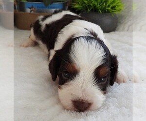 Cavapoo Puppy for sale in CARLISLE, KY, USA