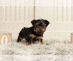 Small Photo #4 YorkiePoo Puppy For Sale in WARSAW, IN, USA