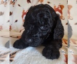 Small Photo #4 Goldendoodle Puppy For Sale in SCARBRO, WV, USA