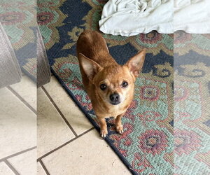 Chihuahua Dogs for adoption in Montello, WI, USA