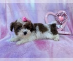Small #7 Shih-Poo