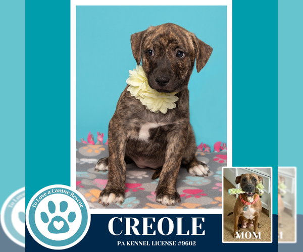 Medium Photo #7 Mutt Puppy For Sale in Kimberton, PA, USA