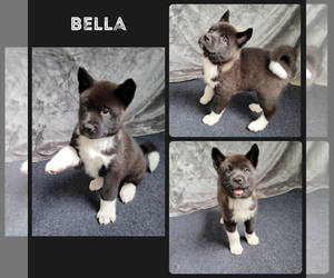 Akita Puppy for sale in SAGINAW, MI, USA
