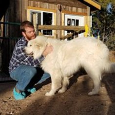 Father of the Great Pyrenees puppies born on 02/12/2018