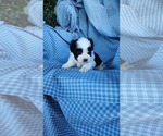 Small #3 Zuchon