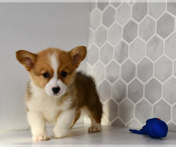 Medium Photo #33 Pembroke Welsh Corgi Puppy For Sale in MIDDLEBURY, IN, USA