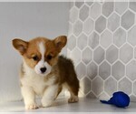 Small #32 Pembroke Welsh Corgi