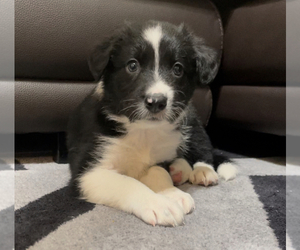 Border Collie Puppy for sale in HENDERSON, NV, USA