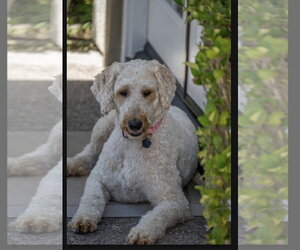 Poodle (Standard) Dogs for adoption in Menifee, CA, USA