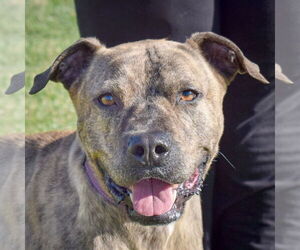 American Staffordshire Terrier-Boxer Mix Dogs for adoption in Huntley, IL, USA