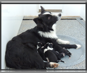 Border Collie Puppy for sale in CARLISLE, KY, USA