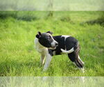 Small #6 Bulldog Mix