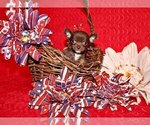 Small Photo #58 Chihuahua Puppy For Sale in CHARLESTON, AR, USA