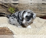 Small Photo #3 Miniature Australian Shepherd Puppy For Sale in GEARY, OK, USA