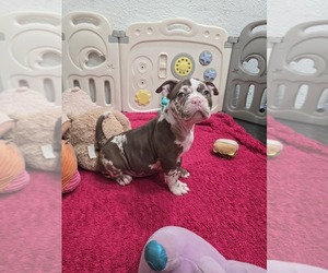 American Bully Puppy for sale in NORTH PORT, FL, USA