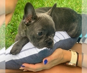 French Bulldog Puppy for sale in MIAMI, FL, USA