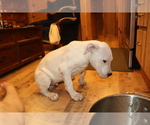Small Photo #9 Dogo Argentino Puppy For Sale in CANON CITY, CO, USA