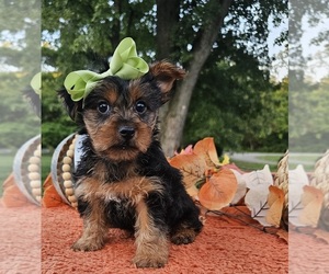 Yorkshire Terrier Puppy for sale in INDIANAPOLIS, IN, USA