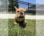 Small Photo #7 French Bulldog Puppy For Sale in SAYREVILLE, NJ, USA