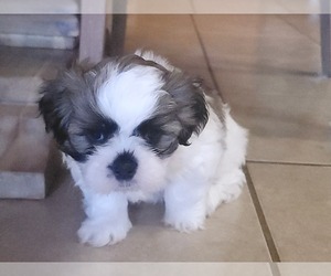 ShihPoo Puppy for sale in AUSTIN, TX, USA