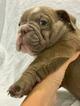 Small Photo #3 English Bulldog Puppy For Sale in DANIA BEACH, FL, USA