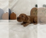 Small Photo #16 Goldendoodle Puppy For Sale in MODESTO, CA, USA