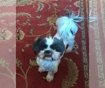 Small Photo #6 Shih Tzu Puppy For Sale in St. Louis Park, MN, USA