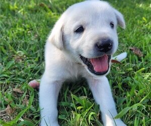 Anatolian Shepherd-Labrador Retriever Mix Litter for sale in BROOKFIELD, MO, USA