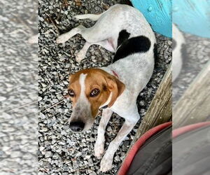 Beagle-Unknown Mix Dogs for adoption in Elmsford, NY, USA