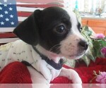 Small Photo #3 Chi-Corgi Puppy For Sale in SAINT ALBANS, WV, USA