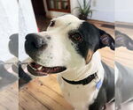 Small #4 American Staffordshire Terrier