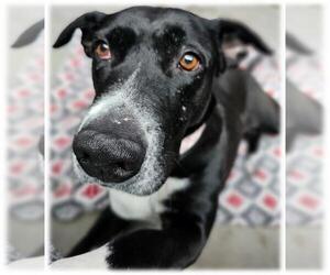 Labrador Retriever-Unknown Mix Dogs for adoption in Frisco, CO, USA