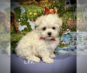 Maltese Puppy for sale in WINNSBORO, LA, USA