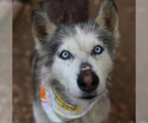 Siberian Husky-Unknown Mix Dogs for adoption in San Antonio, TX, USA