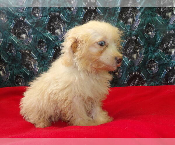 Medium Photo #2 F2 Aussiedoodle Puppy For Sale in PATERSON, NJ, USA
