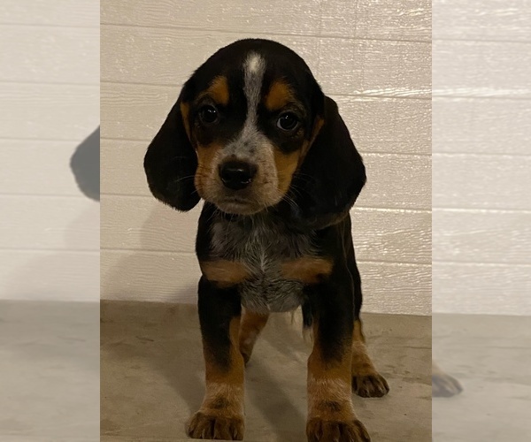 Medium Photo #4 Beagle Puppy For Sale in BURLINGTON, MA, USA