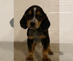 Small Photo #4 Beagle Puppy For Sale in BURLINGTON, MA, USA