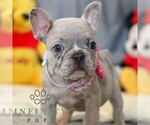 Small #4 French Bulldog