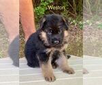 Puppy Weston German Shepherd Dog