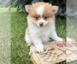 Small #3 Pomeranian