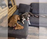 Small #2 American Pit Bull Terrier