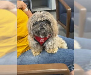 Medium Shih Tzu