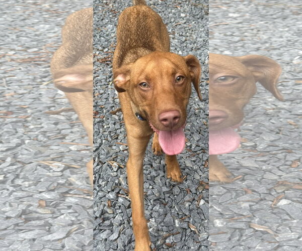Medium Photo #2 Carolina Dog-Unknown Mix Puppy For Sale in Albemarle, NC, USA