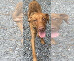 Small #1 Carolina Dog Mix