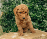 Small Photo #11 Goldendoodle Puppy For Sale in PECK, KS, USA